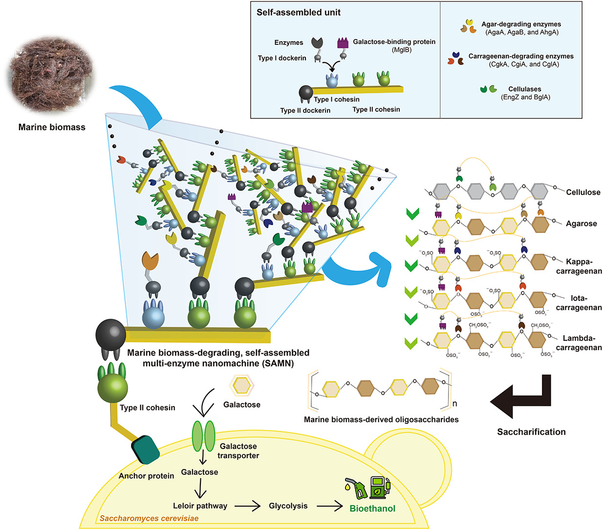 Abstracts of Selected Papers – Microbial Bioengineering Lab